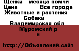 Щенки 4 месяца-помчи › Цена ­ 5 000 - Все города Животные и растения » Собаки   . Владимирская обл.,Муромский р-н